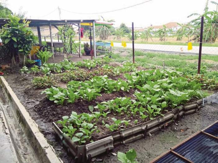 Gaya Hidup Urban Farming: Menanam di Pekarangan