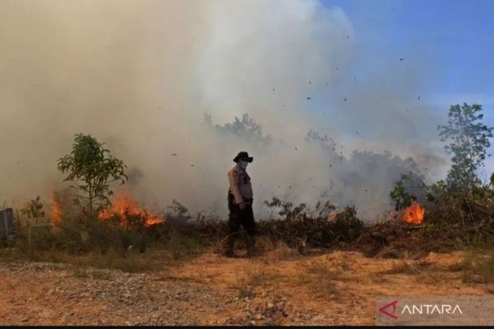 Kebakaran Hutan di Riau Berhasil Dipadamkan