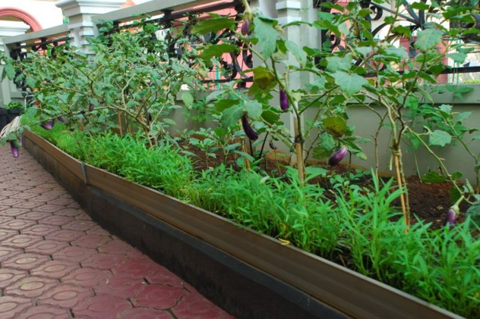 Gaya Hidup Urban Farming: Menanam di Pekarangan