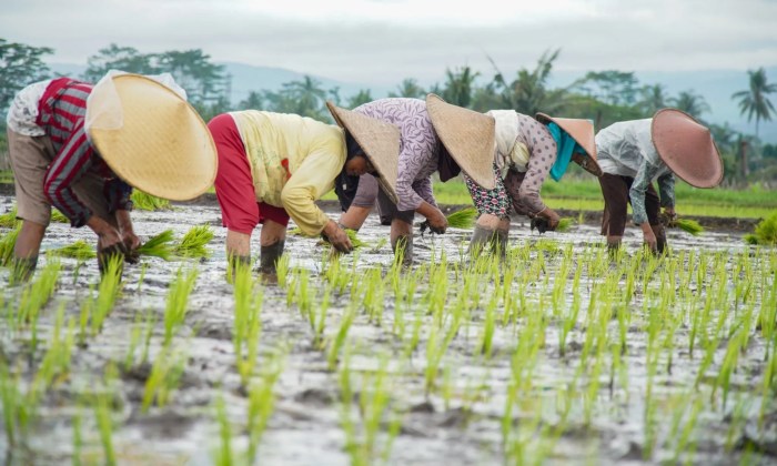 Perubahan Iklim dan Ancaman Keamanan Pangan