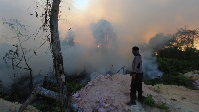 Kebakaran Hutan di Riau Berhasil Dipadamkan